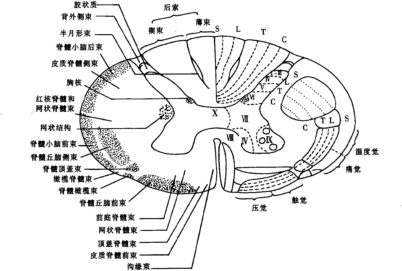 第六節(jié) 脊髓及其血液供應(yīng)
